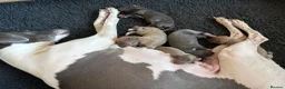 Italian Greyhound dogs for sale: 7/8 Italian Greyhound, 1/8 Whippet Puppies Due - Advert 3