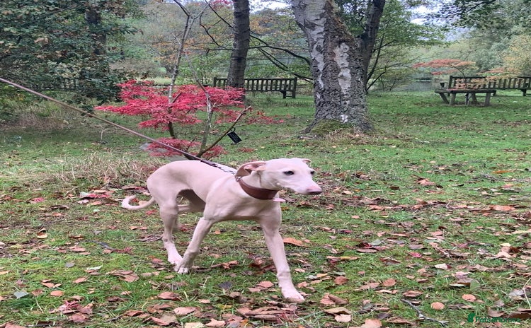 Italian Greyhound dogs in Leeds - Advert 1