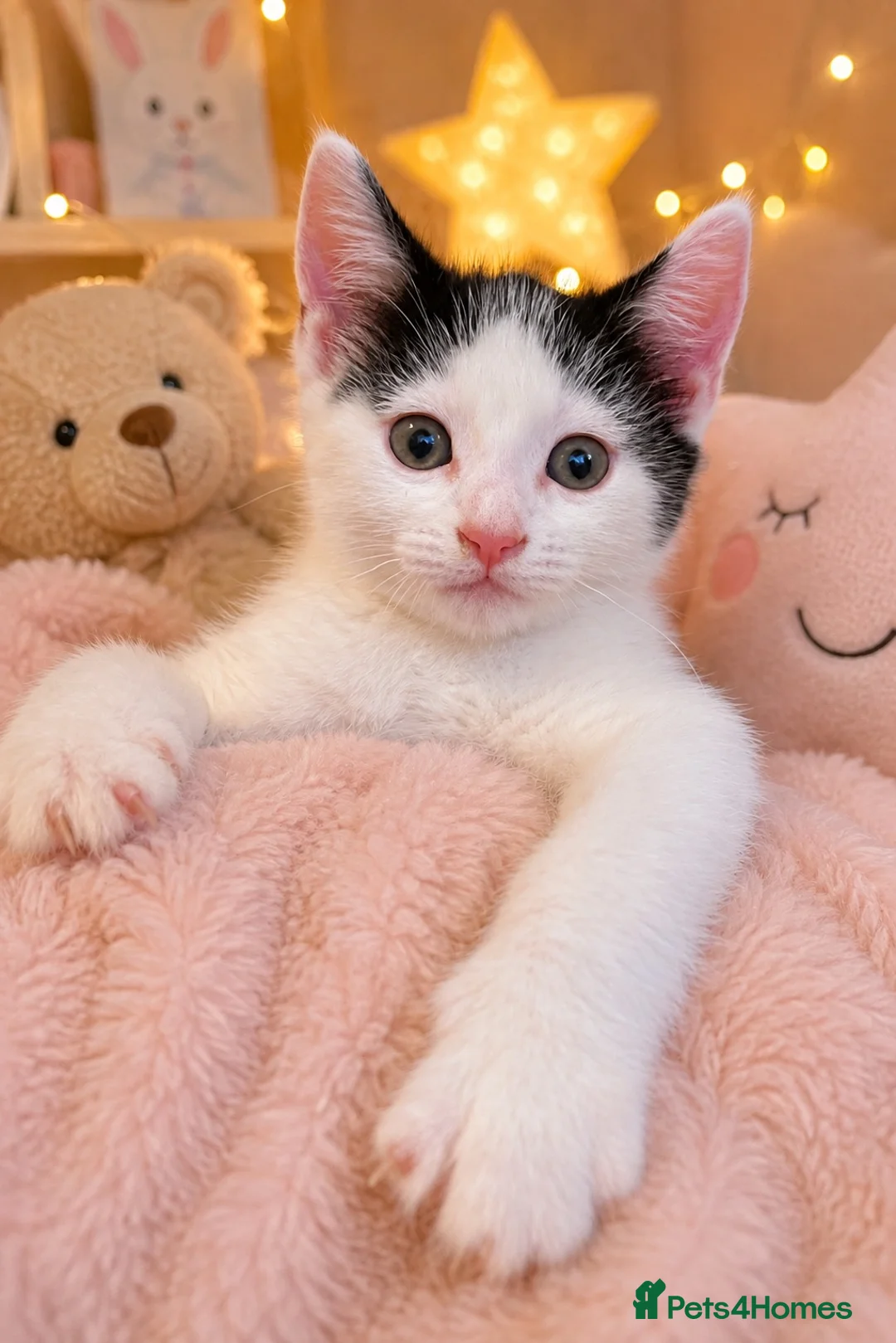 Mixed Breed cats for sale: Sweet kittens  - Advert 2