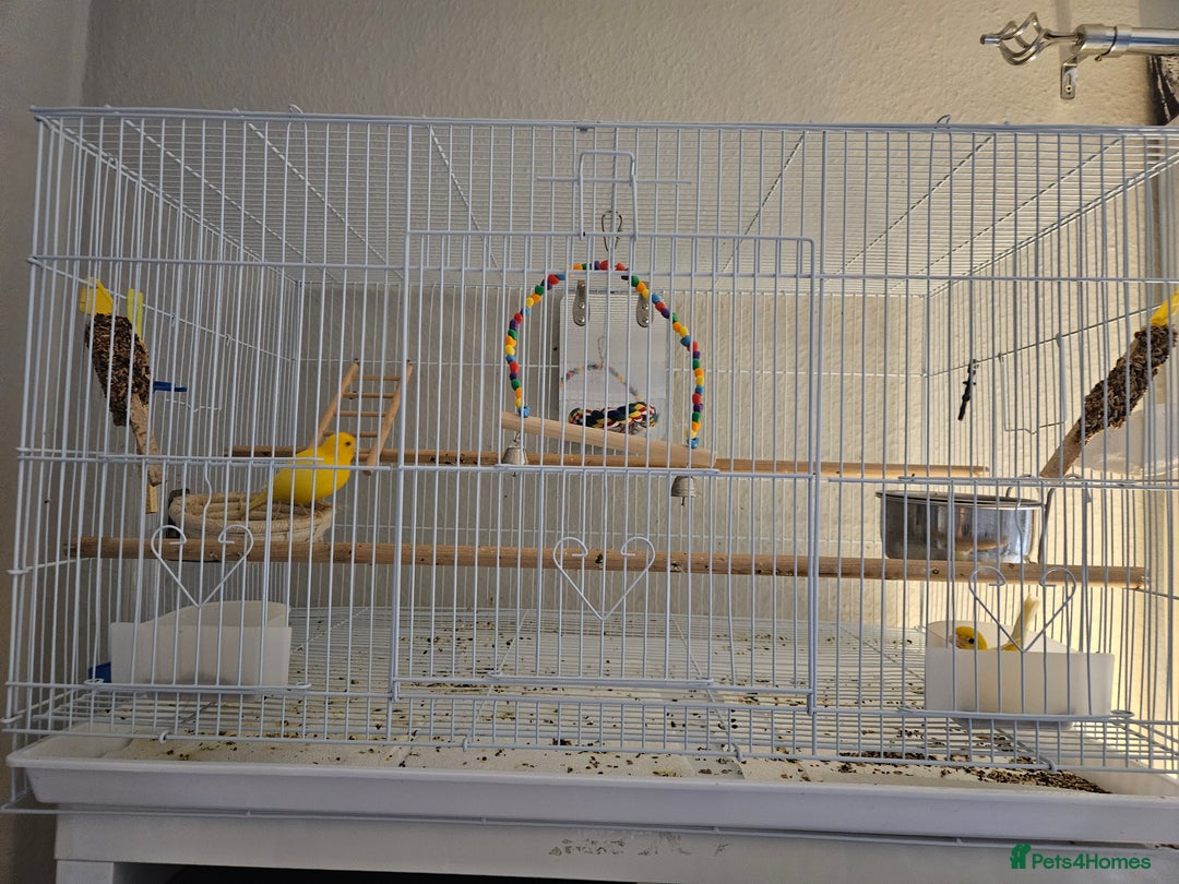 Canaries birds for sale: Pair of canaries  - Advert 1