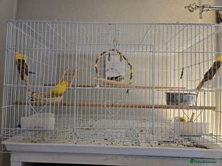 Canaries birds Pair of canaries - Advert 4