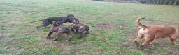 Mixed Breed dogs for sale: Saint Bernard Neapolitan x Boerboel Neapolitanbull - Advert 4
