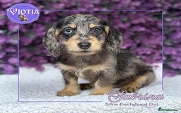 Dachshund dogs for sale: Miniture dachshund pups ready now  - Image 1