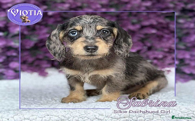 Dachshund dogs - Advert 1