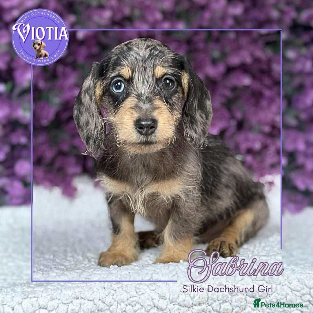 Dachshund dogs for sale: Miniture dachshund pups ready now  - Image 1