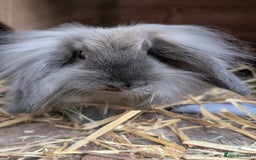 Angora rabbits for sale: Angora xLop - Image 1