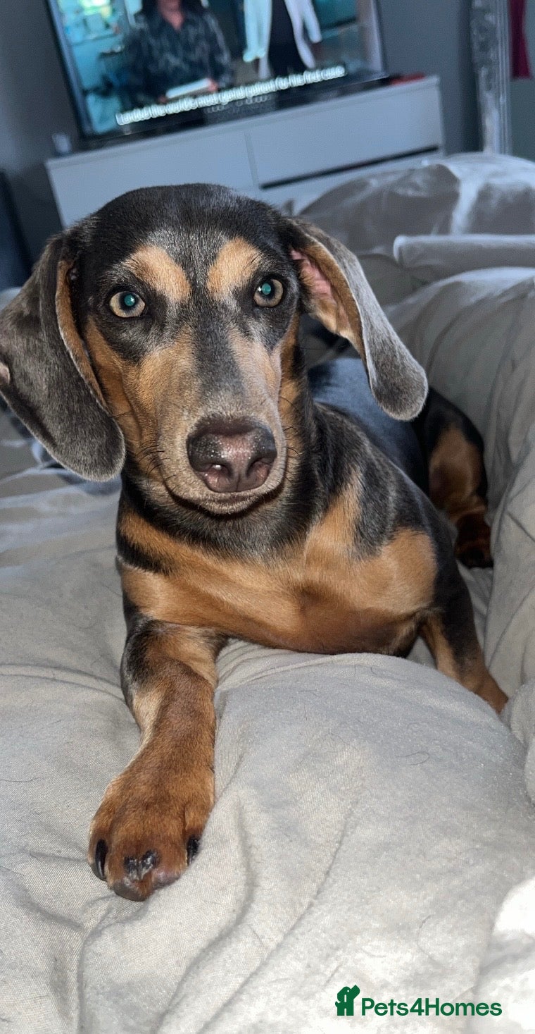 Miniature Dachshund dogs 6 Beautiful Mini Dachshund Boys! - Advert 1
