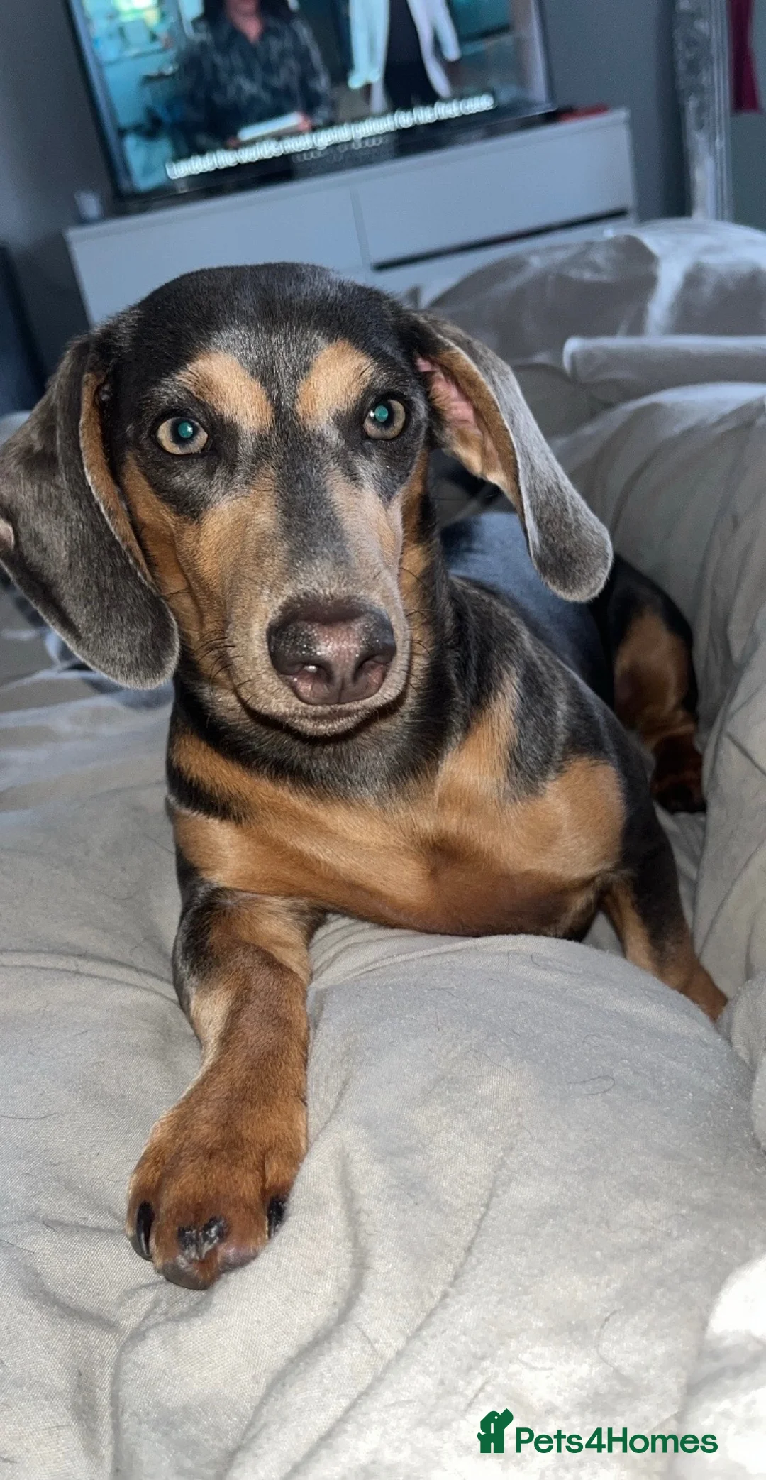 Miniature Dachshund dogs for sale: 6 Beautiful Mini Dachshund Boys! in Lanark - Advert 1