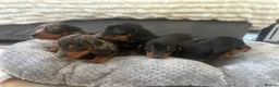 Miniature Dachshund dogs for sale: Miniature Daschund Pups for loving homes - Advert 3