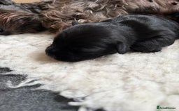 Miniature Schnauzer dogs for sale: Stunning pure black miniature schnauzer puppy - Image 17