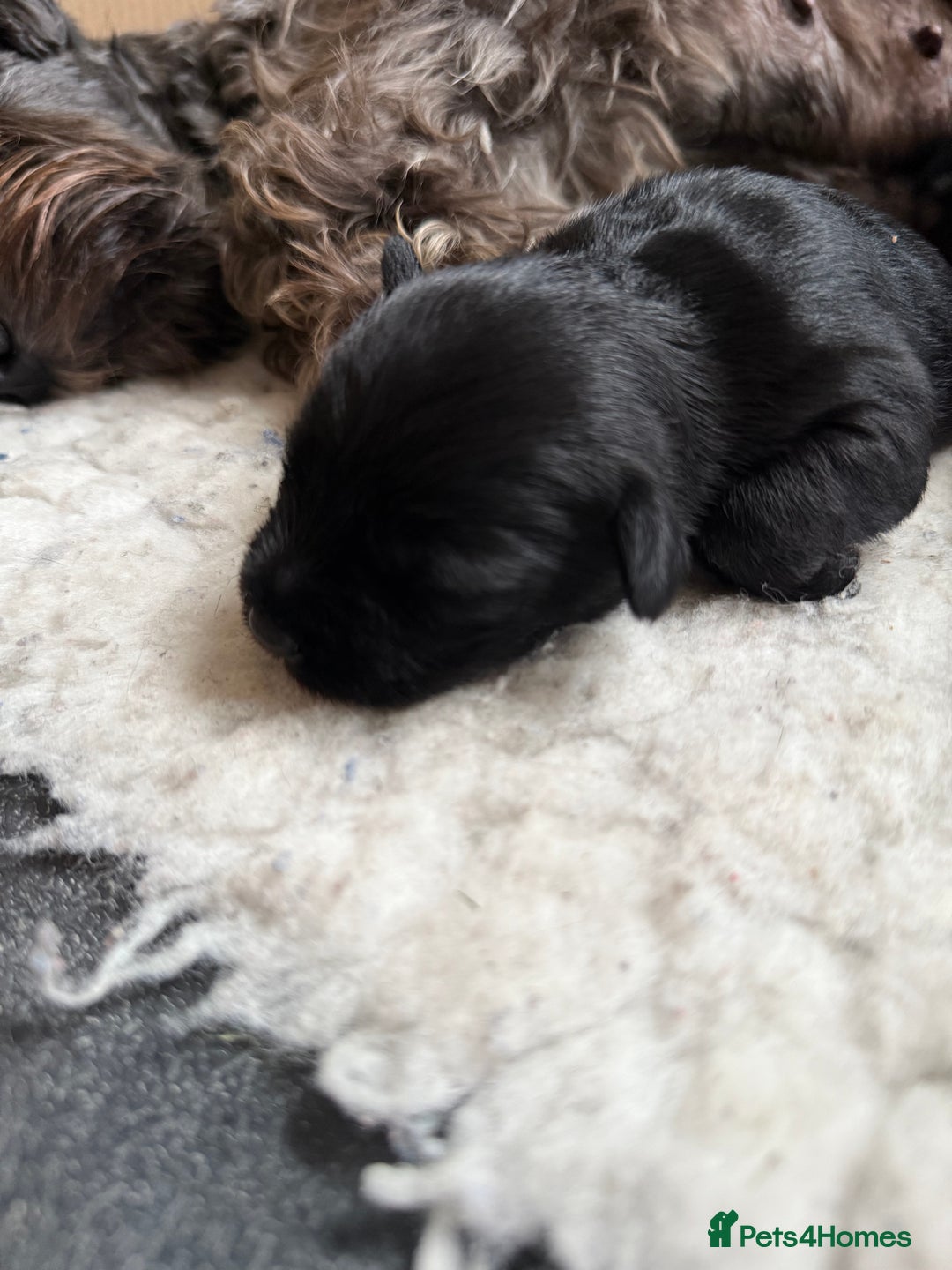 Miniature Schnauzer dogs for sale: Stunning pure black miniature schnauzer puppy - Image 17