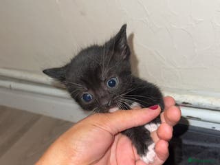 Mixed Breed cats 6 beautiful kittens - Advert 3