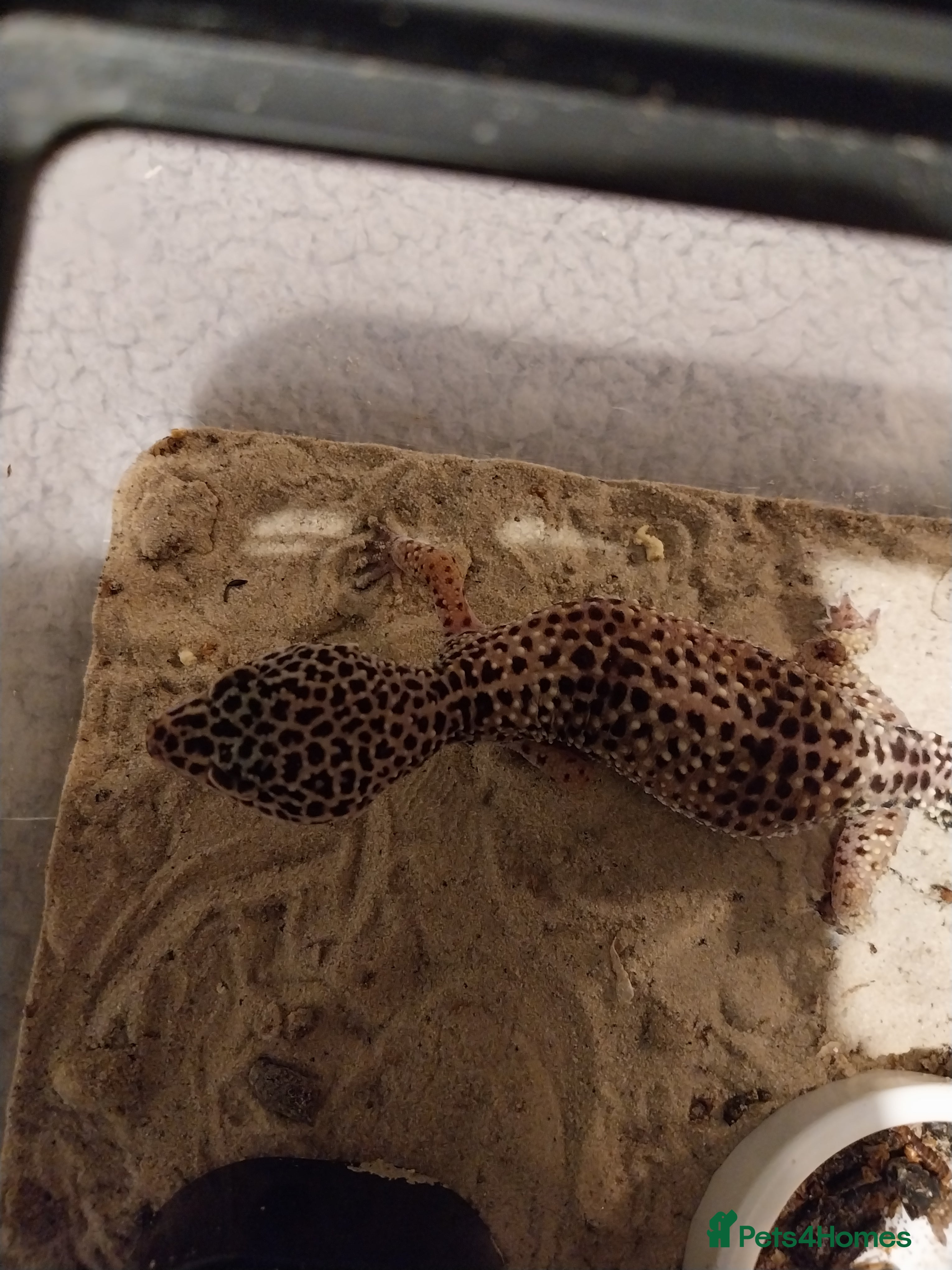 Leopard Gecko reptiles Lepord gecko for sale in Coventry - Advert 8
