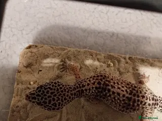 Leopard Gecko reptiles Lepord gecko for sale in Coventry - Advert 2