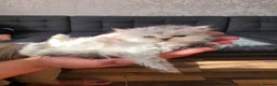 Persian cats for sale: Stunning Persian Kittens 🥰 in Romford - Advert 16