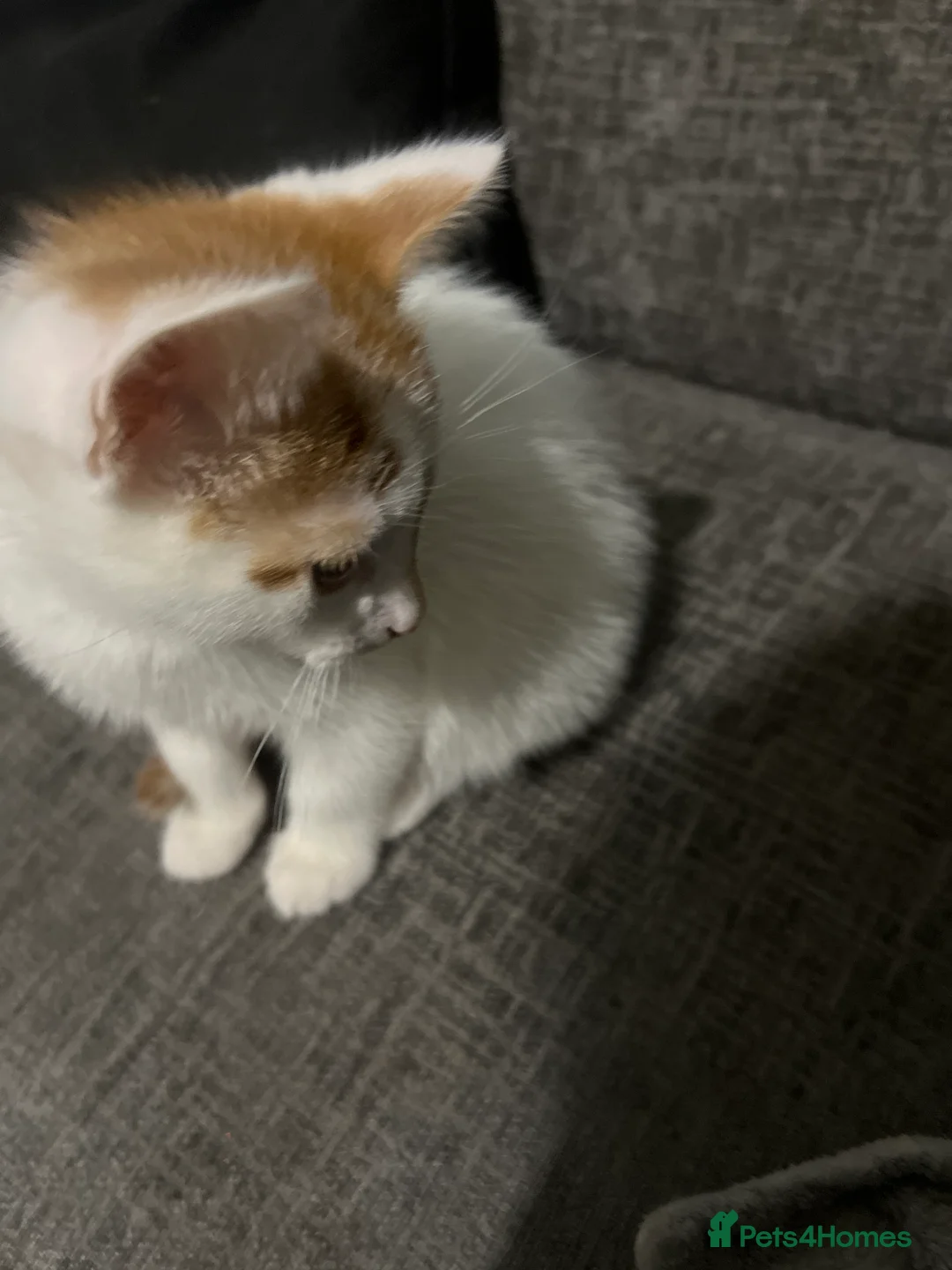 Mixed Breed cats for sale: male kittens - Advert 15