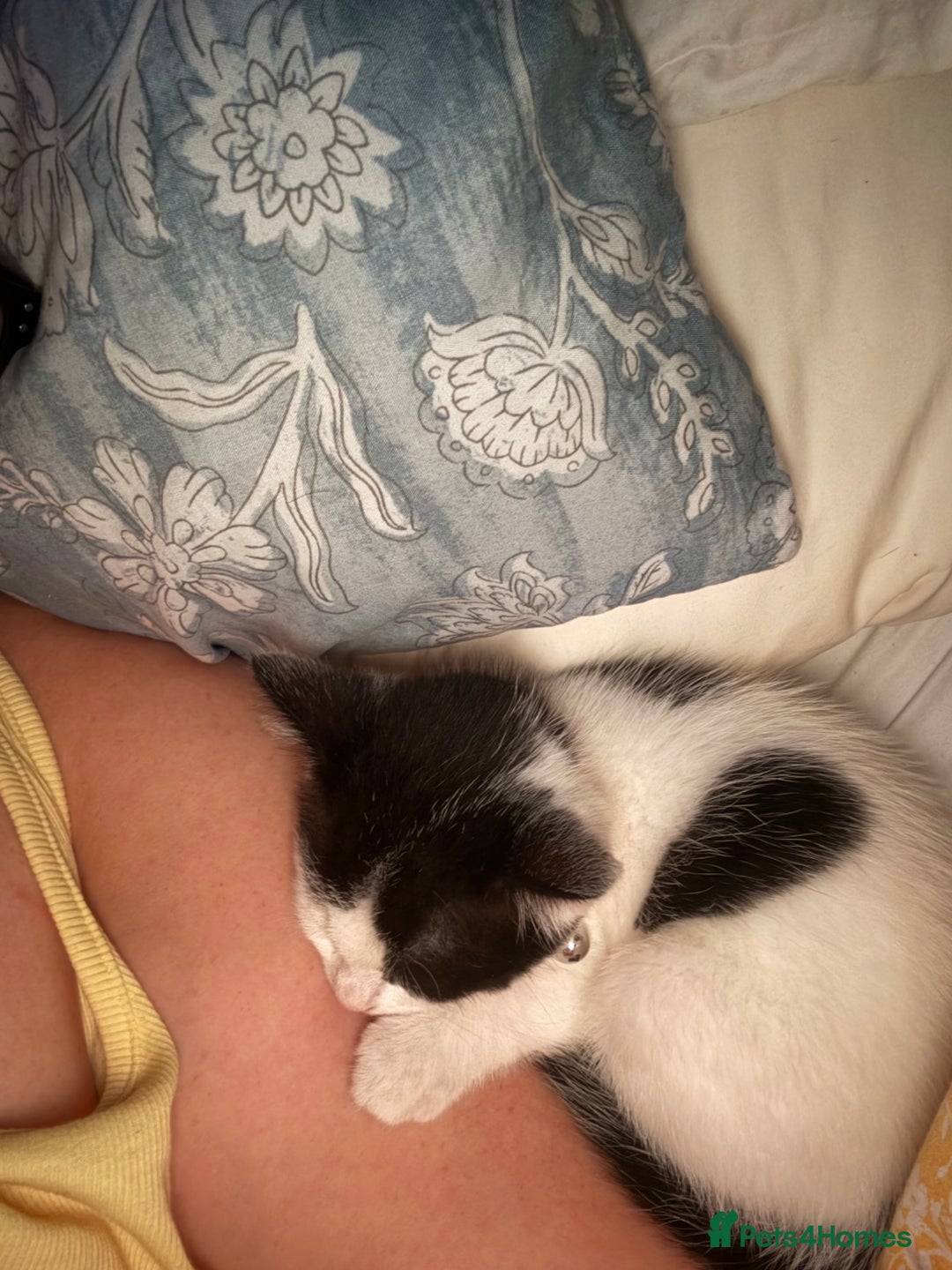 Mixed Breed cats for sale: Beautiful kitten  - Advert 2