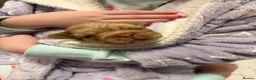 French Bulldog dogs for sale: Fluffy fenchie puppies  - Advert 20