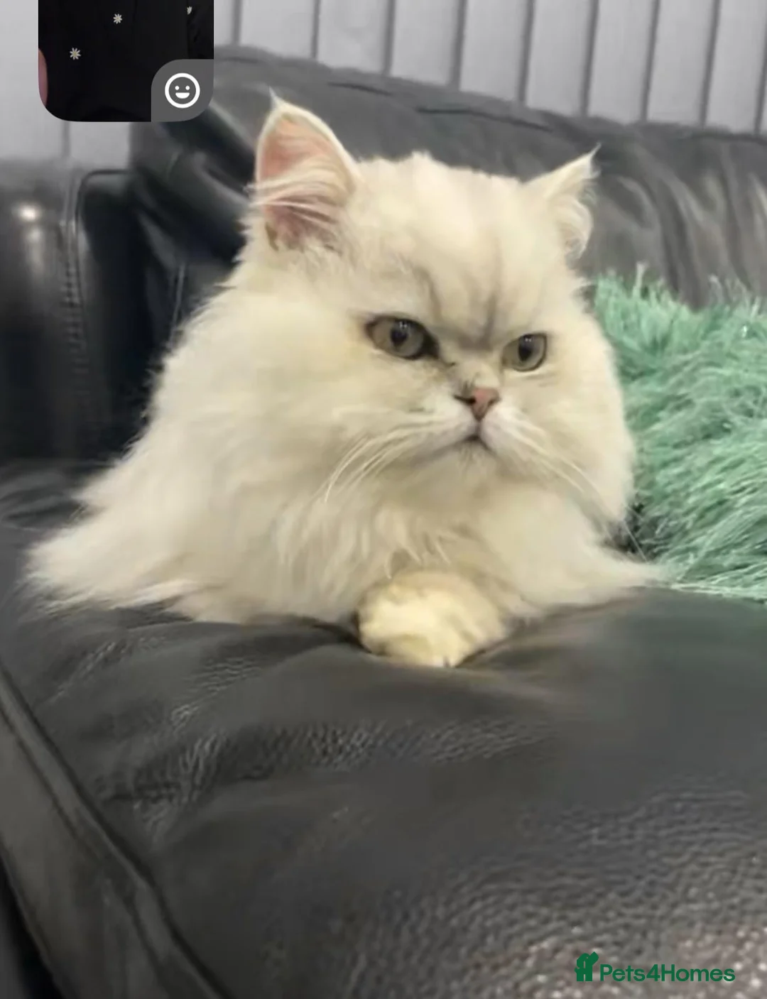 Persian cats for stud: Handsome grey tipped cat FOR STUD ONLY in Birmingham - Advert 8