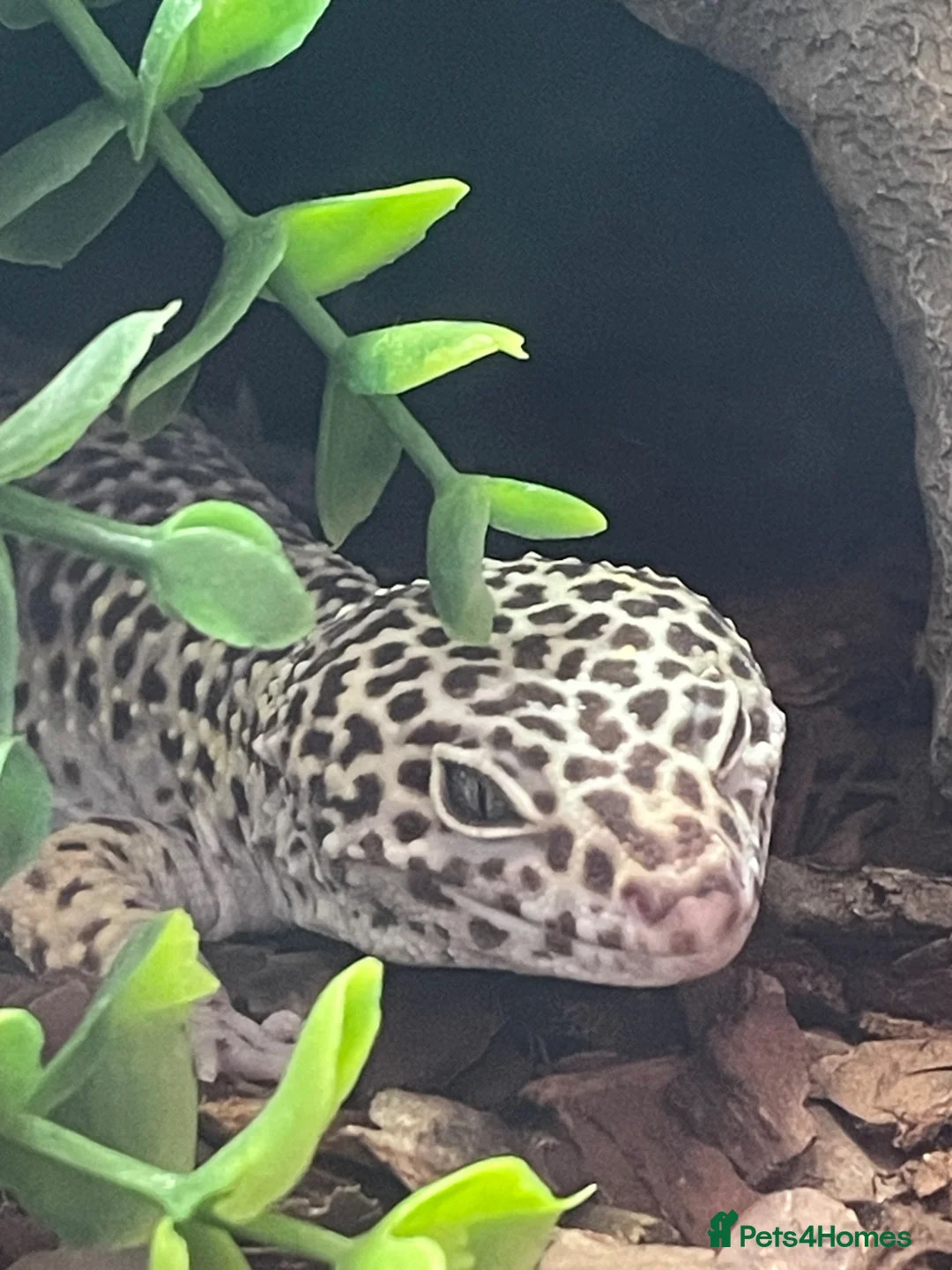 Leopard Gecko reptiles for sale: Leopard Gecko - Advert 2