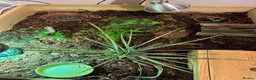 Hermann Tortoise reptiles for sale: Miniature Hermanns Tortoise - Advert 3
