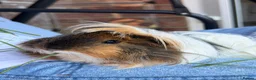 Guinea Pig rodents for sale: Caramel and Mellow in Aylesbury - Advert 3