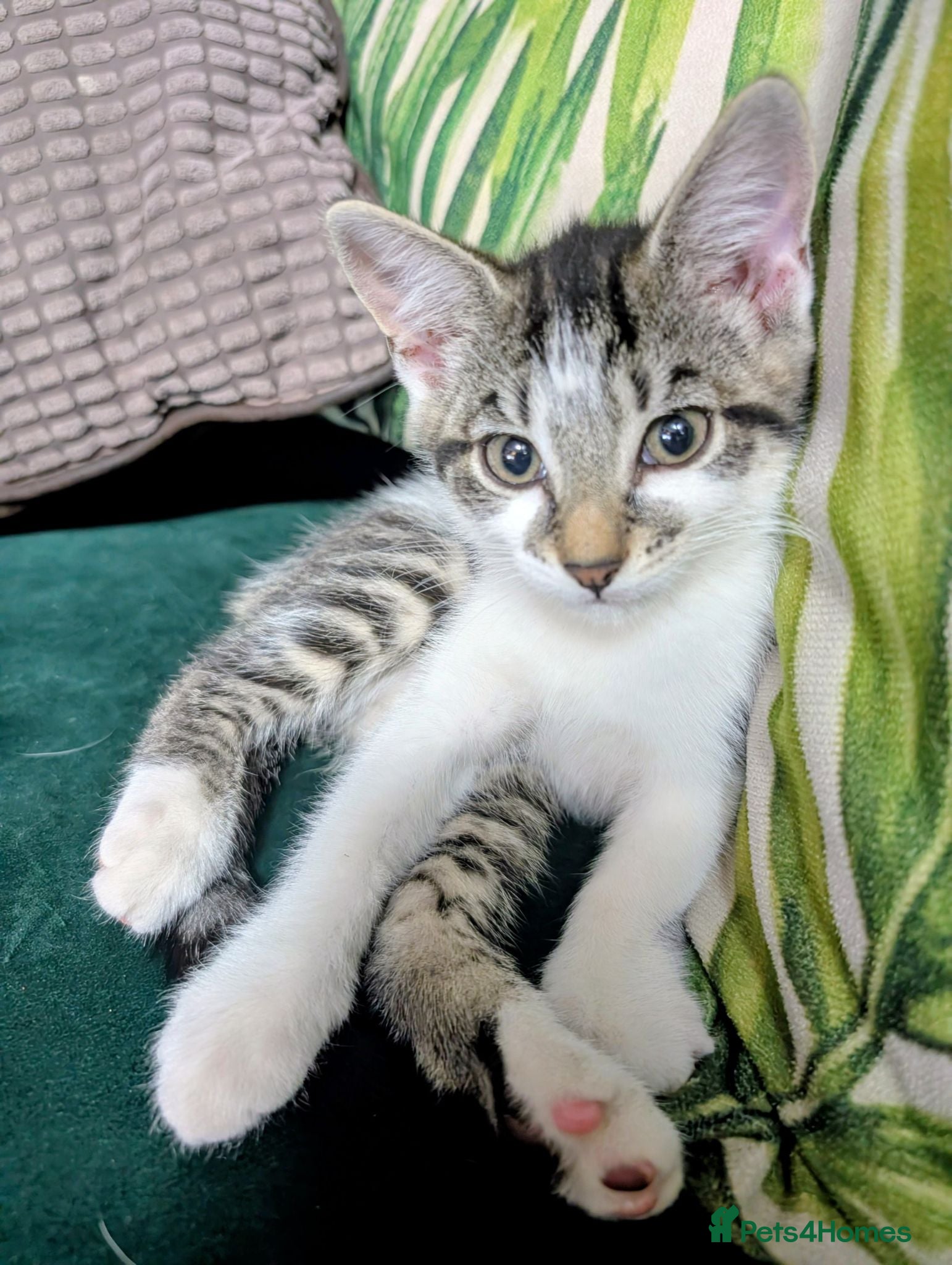 Mixed Breed cats Beautiful kittens - one tabby and white girl left - Advert 1