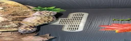 Leopard Gecko reptiles for sale: Leopard geko  in Chatham - Advert 2
