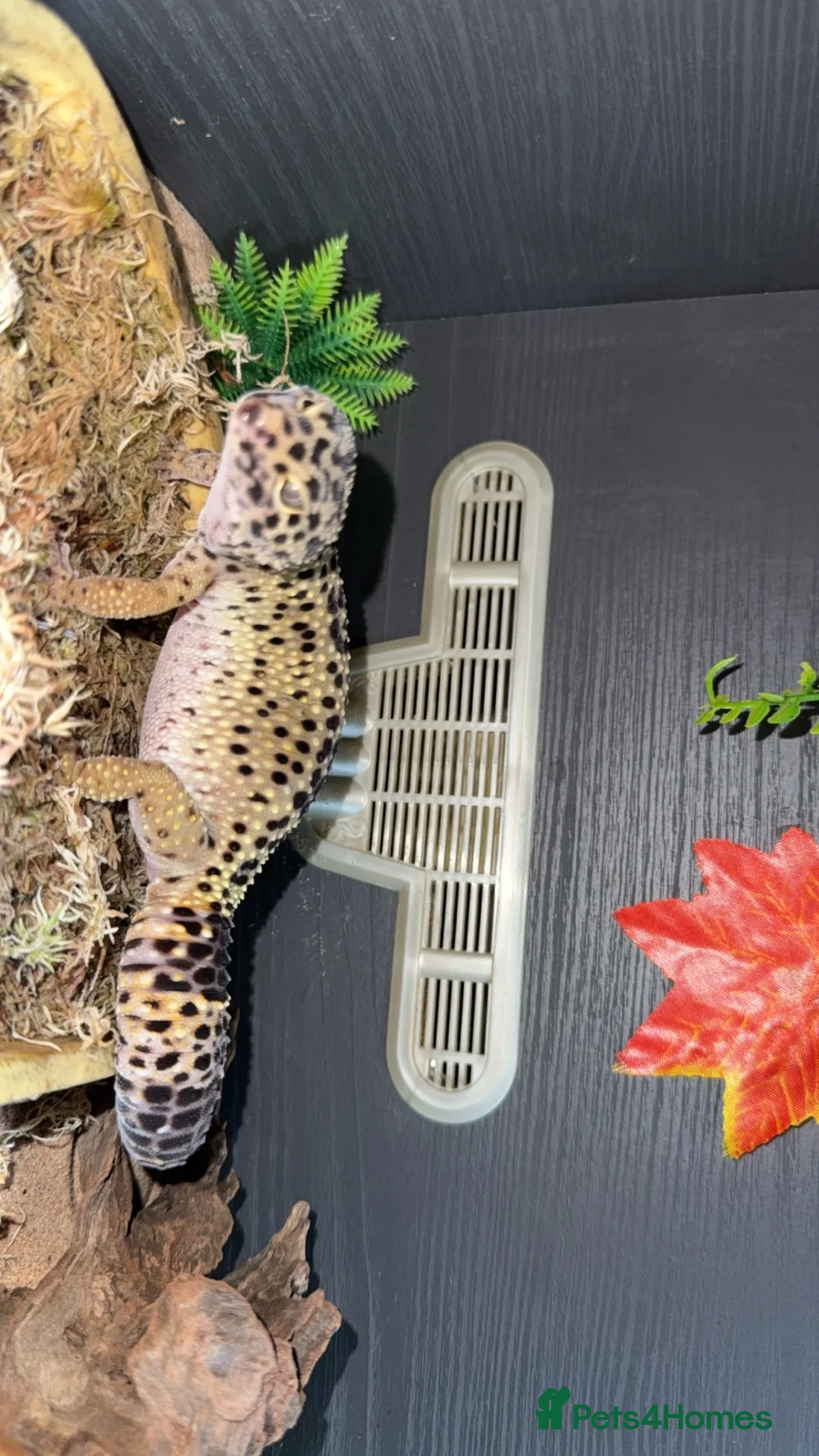 Leopard Gecko reptiles for sale: Leopard geko  in Chatham - Advert 2