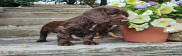 Cocker Spaniel dogs for sale: Cocker Spaniel Puppies  - Advert 17