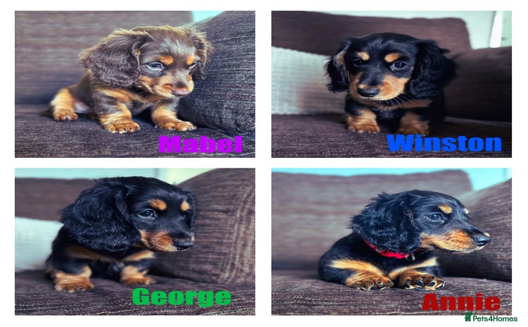 Miniature Dachshund dogs - Advert 3