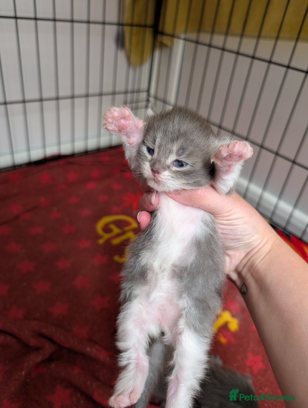 Maine Coon cats for sale: Maine coon kittens - Image 9