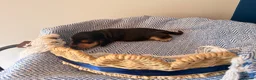 Cocker Spaniel dogs for sale: Outstanding KC registered Cocker Spaniel Puppies  - Advert 18