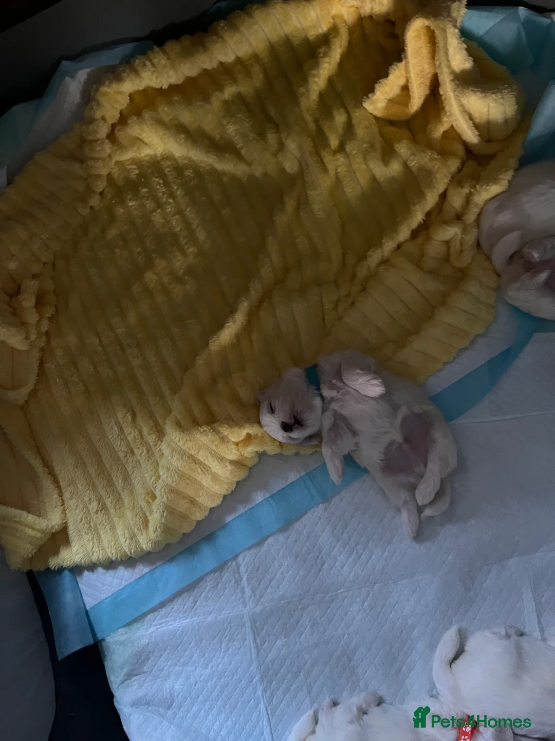 Maltese dogs for sale: Maltese babies - Advert 19