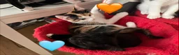 Mixed Breed cats for sale: 😻💚🩵💙🧡💛😻 - Advert 27