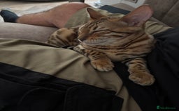 Bengal cats for sale: Two stunning Bengal kittens  - Image 14