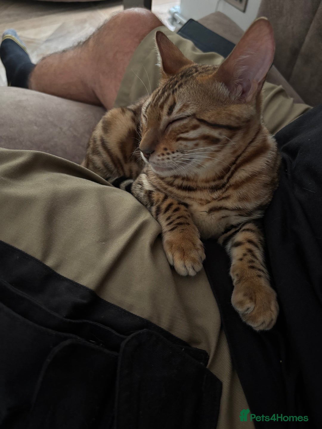 Bengal cats for sale: Two stunning Bengal kittens  - Image 14