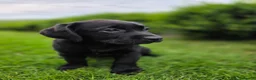 Labrador Retriever dogs for sale: High Quality Chunky Black Labrador Puppies - Advert 5