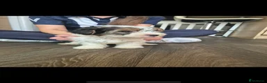 Biewer Terrier 3