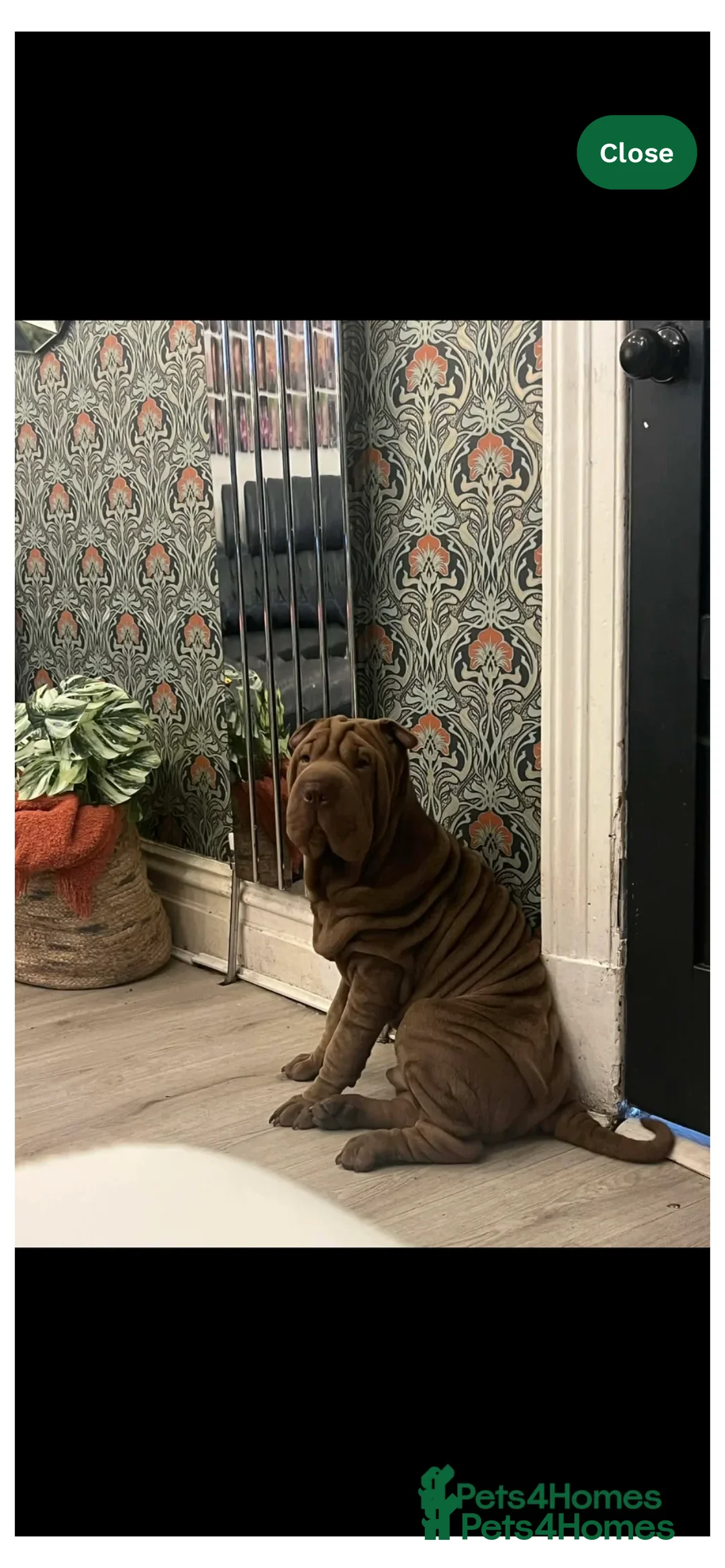 Mixed Breed dogs for sale: Shapei x pocket bully ready now  - Advert 10