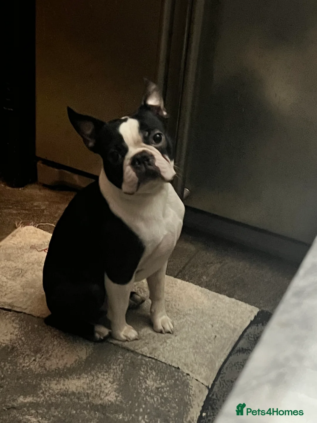 Border Terrier dogs for stud: Kc Boston terrier stud  in Leeds - Advert 2