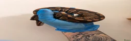 Python Snake reptiles for sale: Stunning Chocolate double het hypo clown  - Advert 3