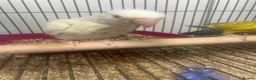 Ringnecks birds for sale: Hand Reared Baby Indian Ringnecks  - Advert 7