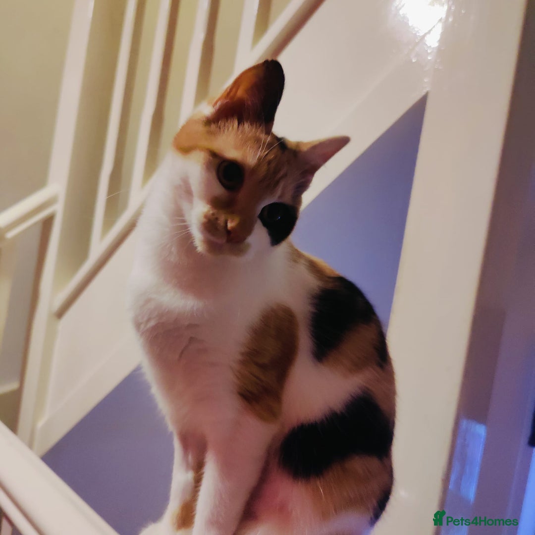 Mixed Breed cats for sale: Jaffacake  - Image 5