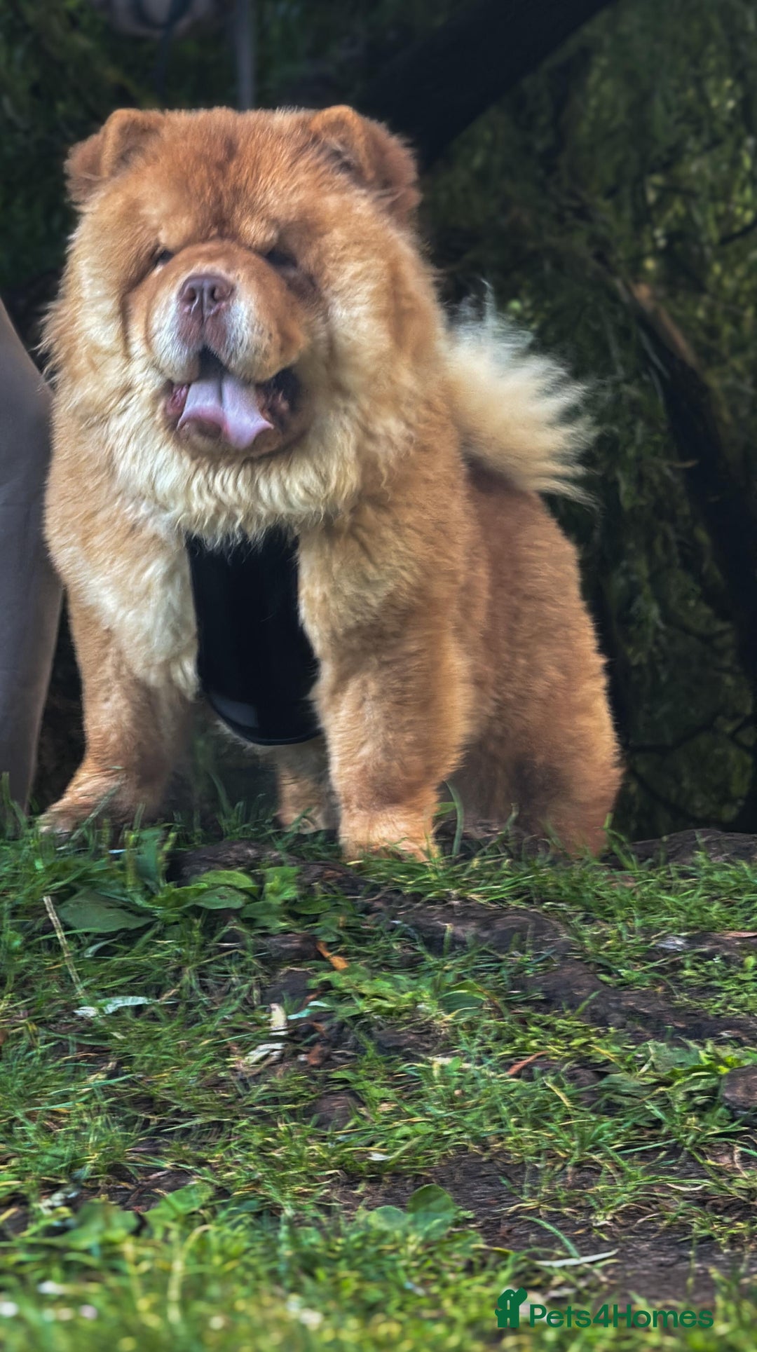 Chow Chow dogs for stud: Taco - a KC-registered Chocolate Fawn Tan Carrier - Advert 4
