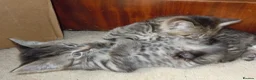 British Shorthair cats for sale: Kittens looking for loving homes, 3 striped girls. in Leicester - Advert 4