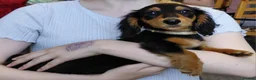 Miniature Dachshund dogs for sale: ✨️Beautiful Longhaired Minis✨️Lovely Temperments✨️ - Advert 23