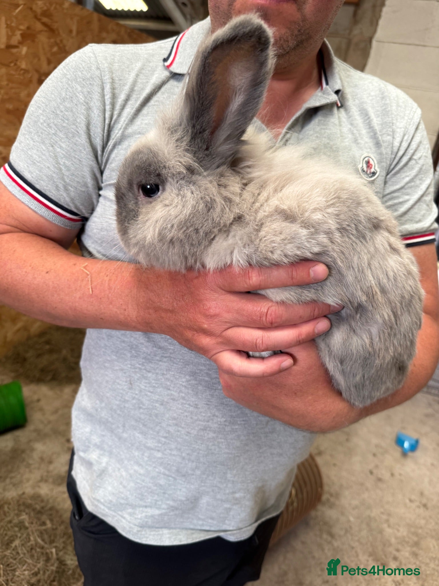Dwarf Lop rabbits Benjamin bunny - Advert 1