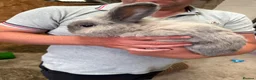 Dwarf Lop rabbits for sale: Benjamin bunny in Ormskirk - Advert 1