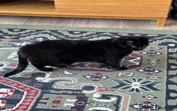 British Longhair cats for sale: 2 cats looking for new home  - Image 1